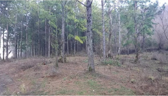 سردار بنی اسدی فر: 520 نفر در اطفای حریق جنگل‌های چالوس مشارکت کردند