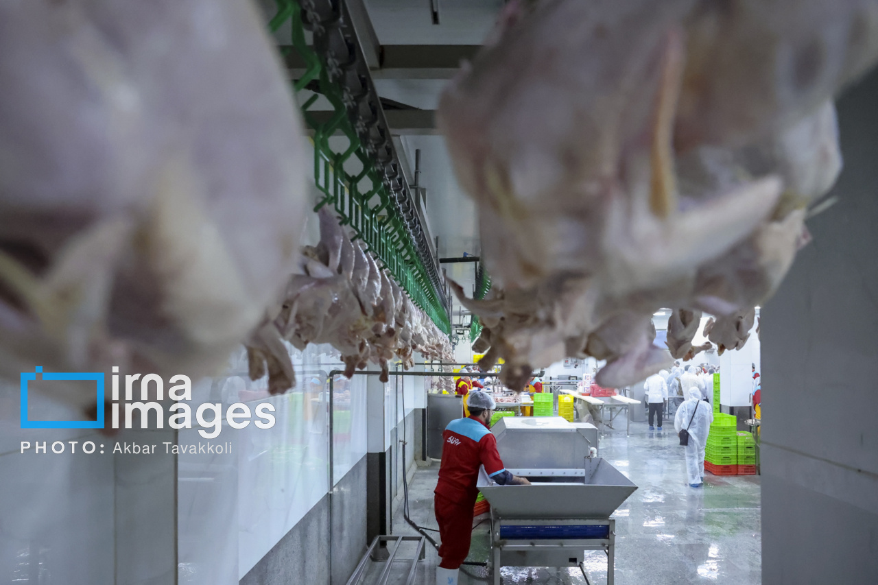 عرضه نامحدود مرغ منجمد با قیمت مصوب در سراسر استان مازندران
