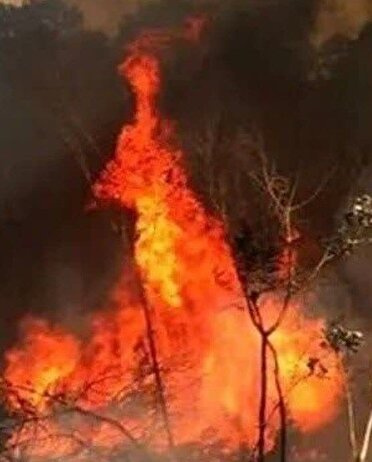 آتش‌سوزی در جنگل‌های سیکا مهار شد