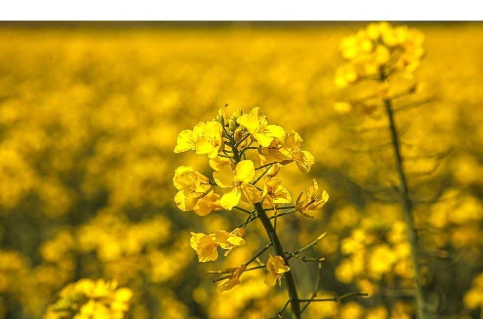 کشت ۱۴۹۱ هکتار کلزا در شهرستان میاندورود