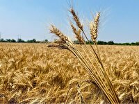 کشت گندم پاییزه در اراضی جویبار