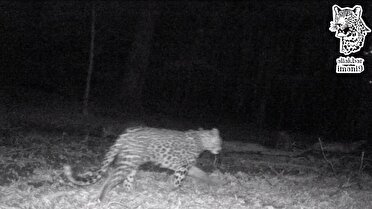 مشاهده چهار پلنگ ایرانی در یک قاب در سوادکوه