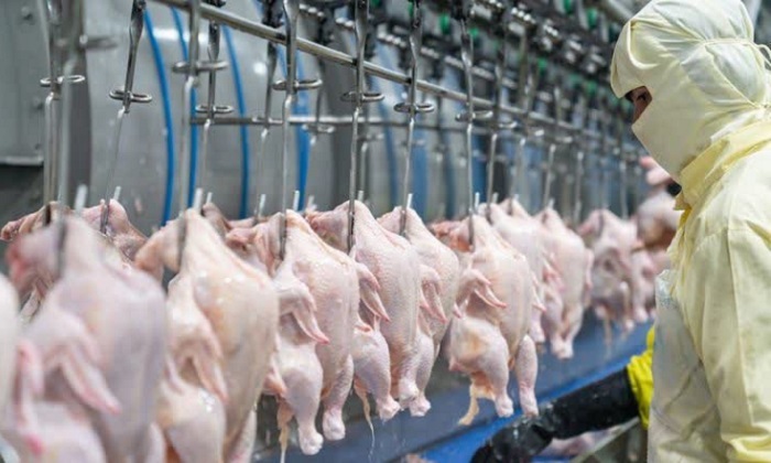 توزیع بیش از ۱۰۵۰ تُن گوشت مرغ مازندران در بازار ملی