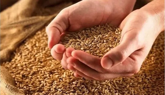 توزیع ۴۹۰ تن بذر گندم گواهی شده در شهرستان نکا