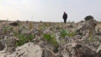 کم‌بارشی مازندران؛ کشت پاییزه با چالش جدی مواجه شد