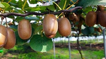 صادرات بیش از ۱۵ هزار تن کیوی مازندران به بازارهای جهانی