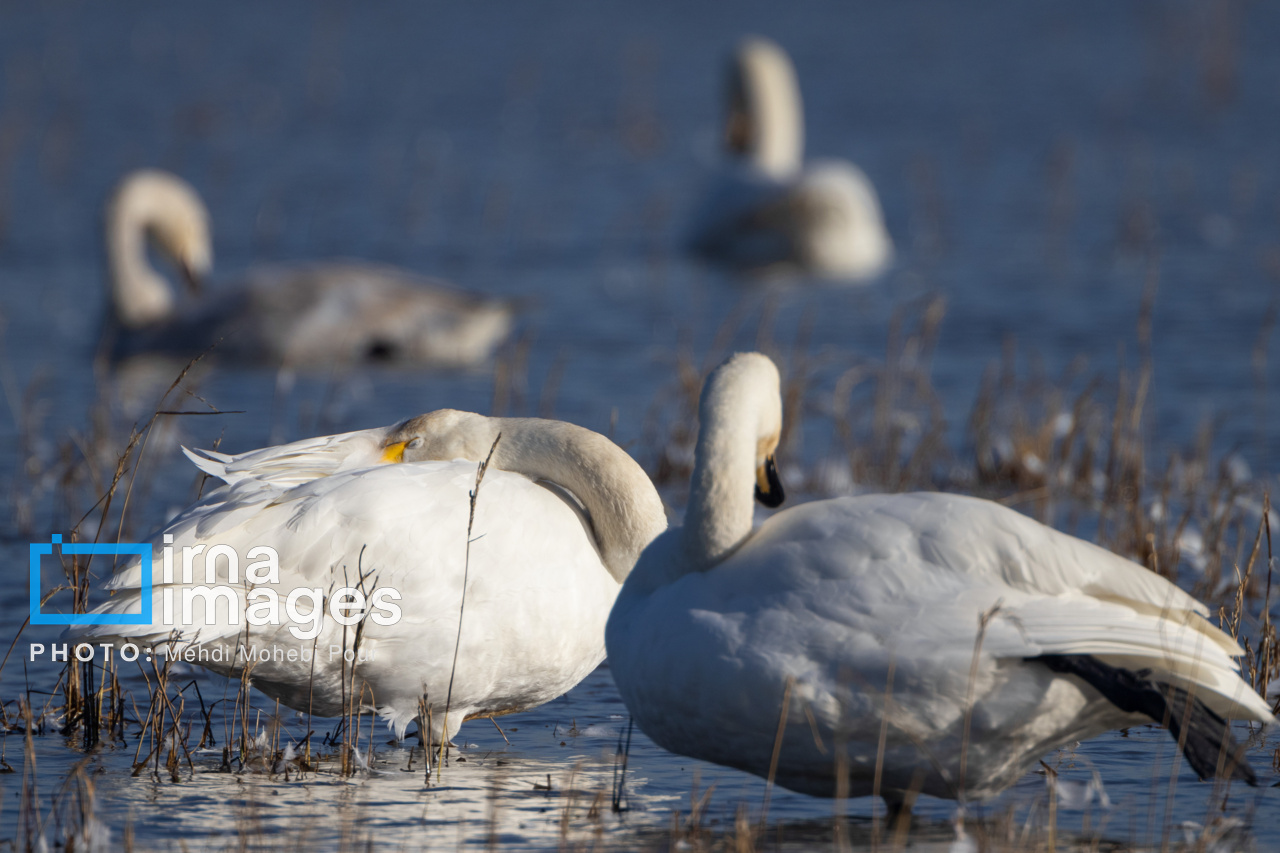 مسرت تالاب سرخرود با فرود قوهای فریادکش
