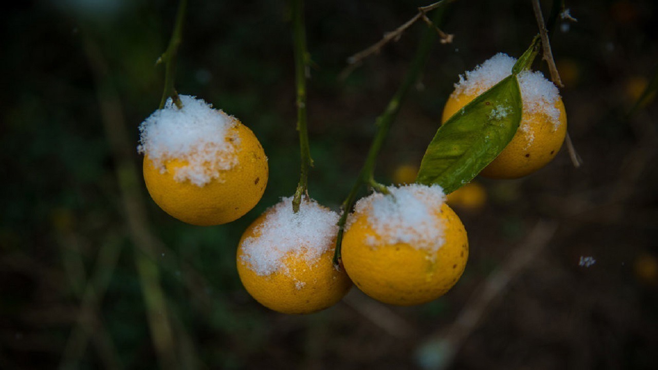 سرما به مرکبات مازندران آسیب نمی‌زند