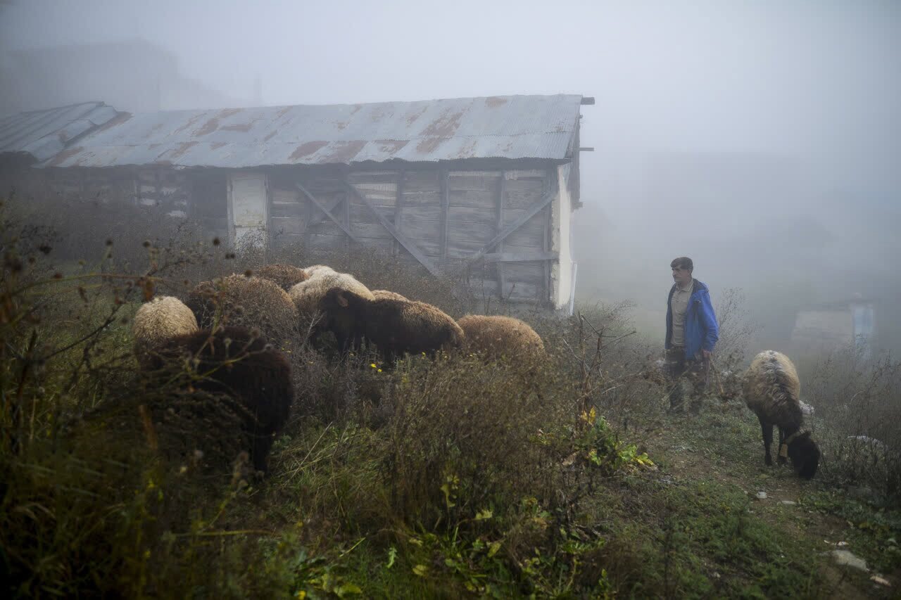 هشدار دامپزشکی مازندران به دامداران و تولیدکنندگان در پی کاهش دما