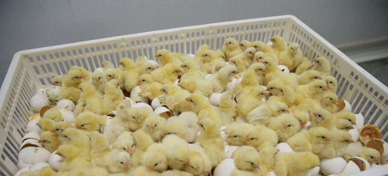 تامین مرغ ماه رمضان و شب عید در مازندران