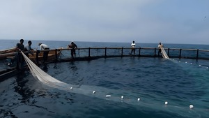 اقتصاد دریا محور با مزرعه های دریایی