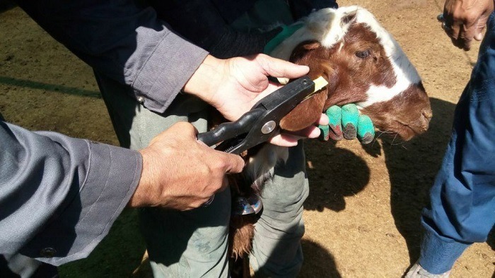 پلاک‌کوبی دام برای مقابله با قاچاق