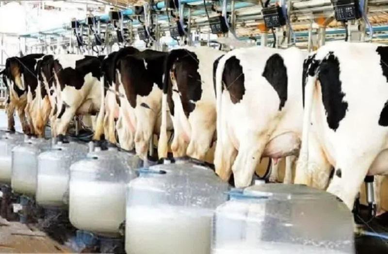 تولید بیش از ۷ هزار تن شیر خام در گلوگاه
