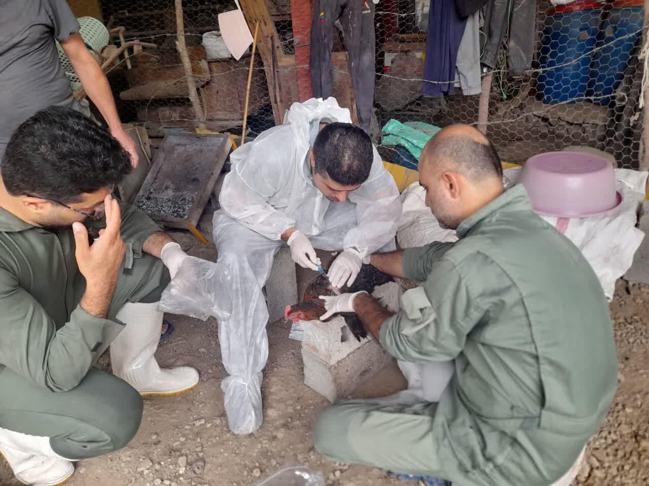 پایش ۱۰ هزار و ۹۹ واحدی آنفلوآنزای فوق‌حاد طیور در مازندران