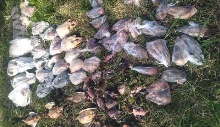 کشف محموله قاچاق پرندگان مهاجر در فریدونکنار