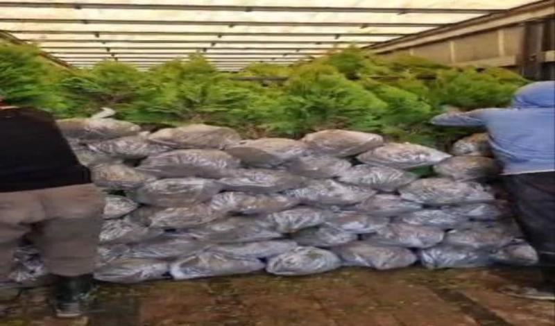 صادرات ۳۰ میلیارد ریالی گل و گیاه از آمل