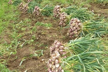 پیش‌بینی تولید ۴۶۰۰ تن سیر در شهرستان بابل