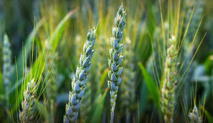 کشت گندم در ۲۳ هزار هکتار اراضی بهشهر