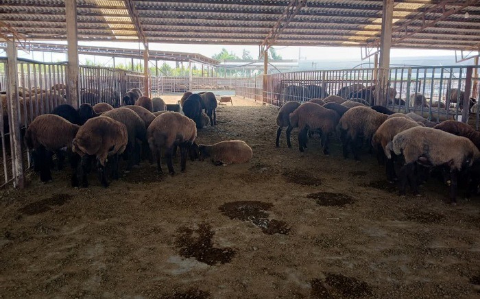 تسهیلات ۱۷۳ میلیارد تومانی برای پرواربندی دام