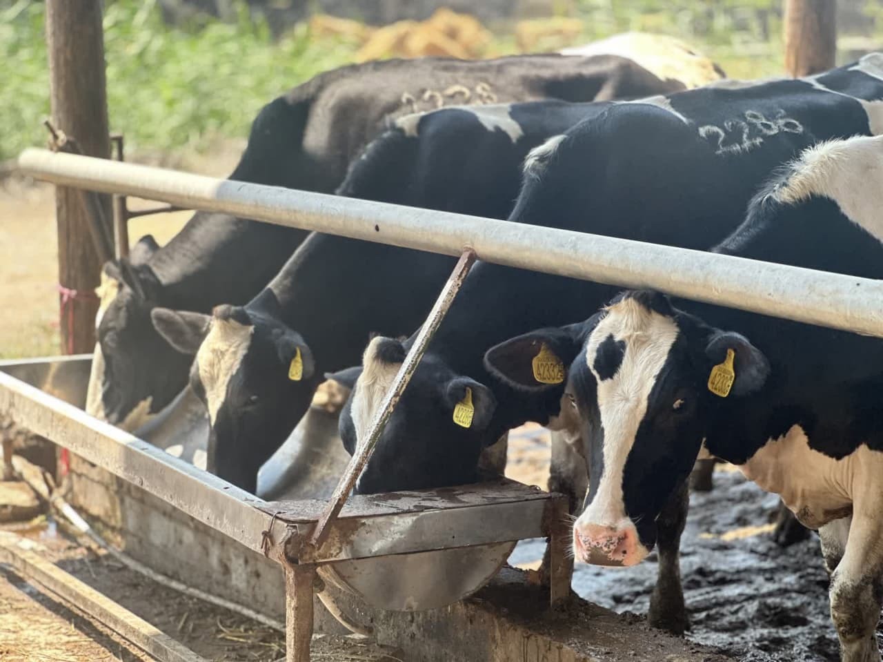 پلاک‌کوبی ۴۸ هزار رأس دام در مازندران