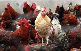 هشدار دامپزشکی نسبت به شیوع آنفلوانزای پرندگان در مازندران