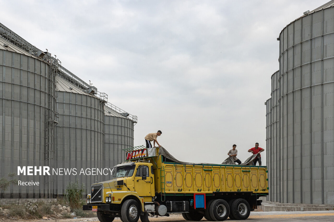 ۸۷ هزار تن گندم در سیلوی‌نکا تخلیه و بارگیری شد