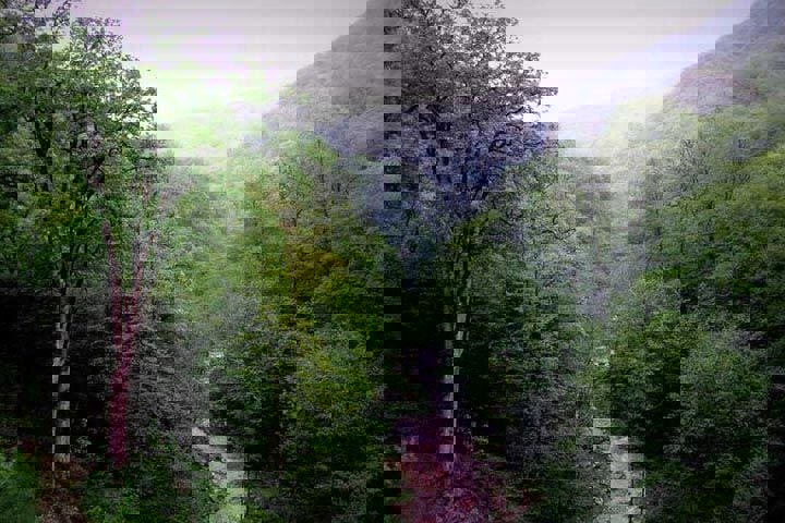 رویای جنگل‌های مازندران سبز می‌شود؛ ایجاد پایگاه اطفای هوایی حریق