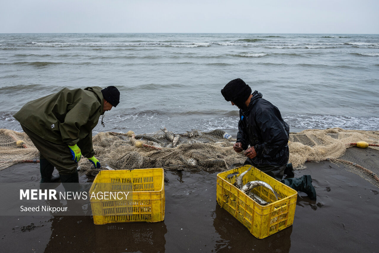 وقتی دریا مهربان می‌شود؛ سبدهای پر رونق ماهی در مازندران
