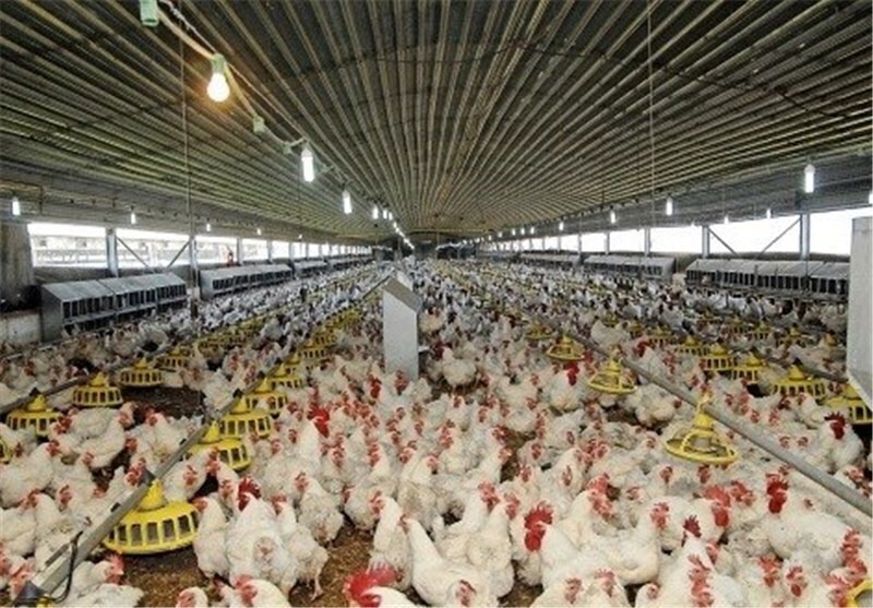 تولید روزانه ۹۰۰ تن مرغ در مازندران