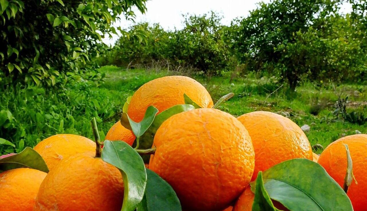 باغداران بابلی افزون بر ۷۵۰ هزار تن مرکبات تولید کردند