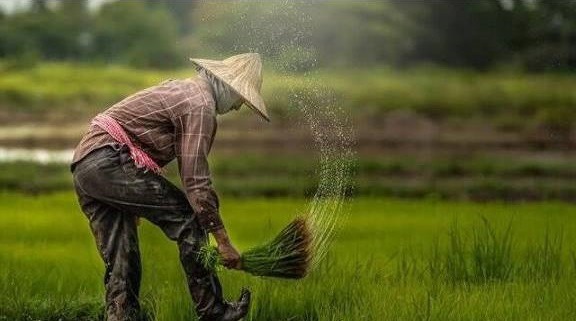 رونمایی از ۵۳ طرح تحول‌آفرین کشاورزی مازندران در دهه فجر