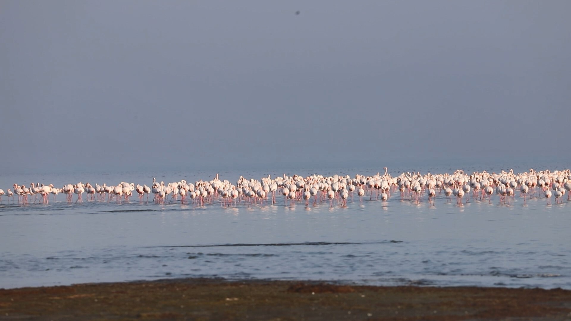 پایش زمستانی پرندگان در زیستگاه های آبی مازندران
