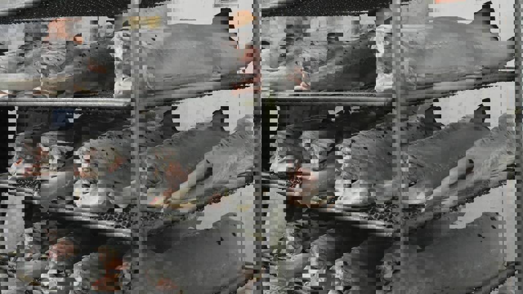 ۲.۵ میلیون ماهی تازه از مازندران صادر شده است