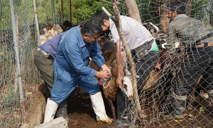 ارائه خدمت رایگان دامپزشکی در ۱۴۱ روستای صعب العبور