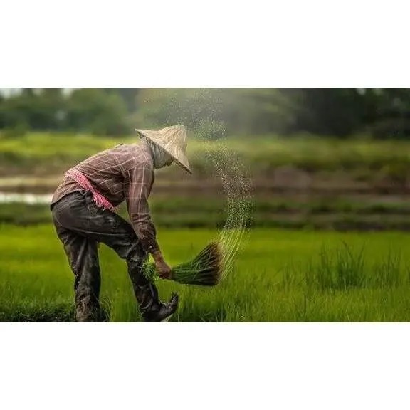 رونمایی از ۵۳ طرح تحول‌آفرین کشاورزی مازندران در دهه فجر