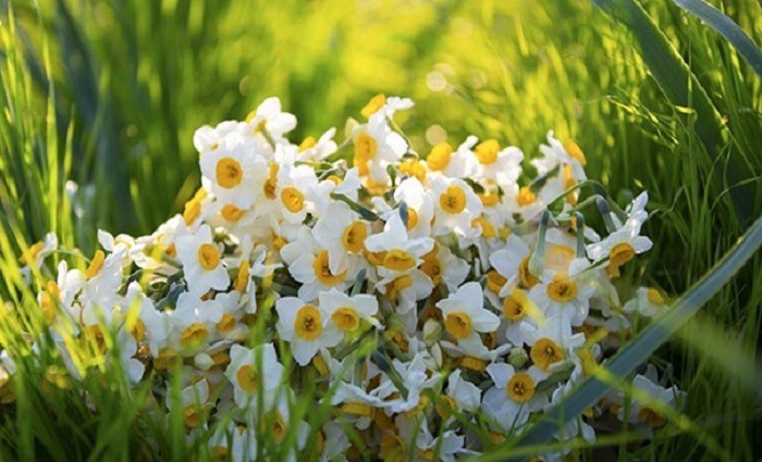 درآمد ۲۴۸ میلیارد تومانی گل نرگس در مازندران