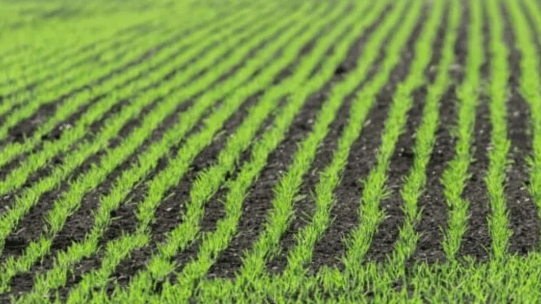 تحقق برنامه کشت گندم با همراهی کشاورزان