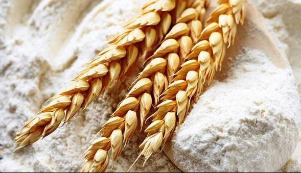 ذخایر گندم مازندران برای رمضان و نوروز تأمین شد