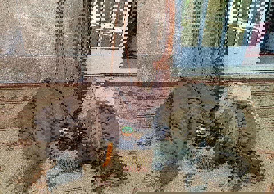 ۲۳ طاقه قرقاول و ۴۴ قبضه سلاح از شکارچیان در مازندران کشف شد