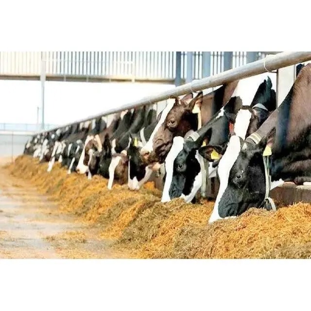 معاون بهداشتی سازمان دامپزشکی کشوراز کاهش زمان ترخیص نهاده‌ها خبر داد