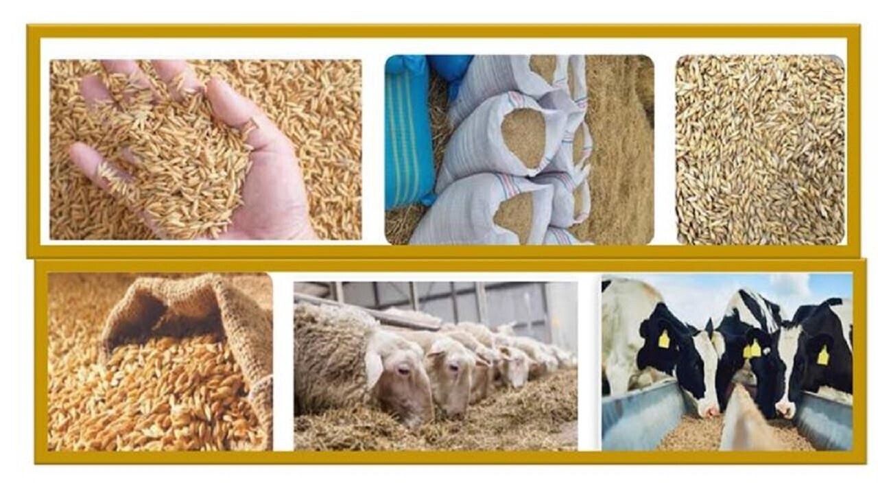 محکومیت فروشنده خوراک دام به اتهام تقلب