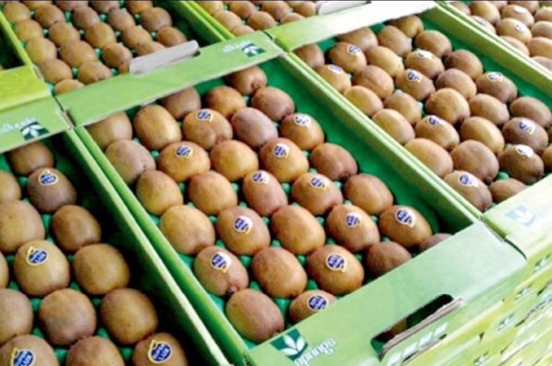 ۹۵ هزار تن مرکبات و کیوی مازندران در مسیر بازار جهانی