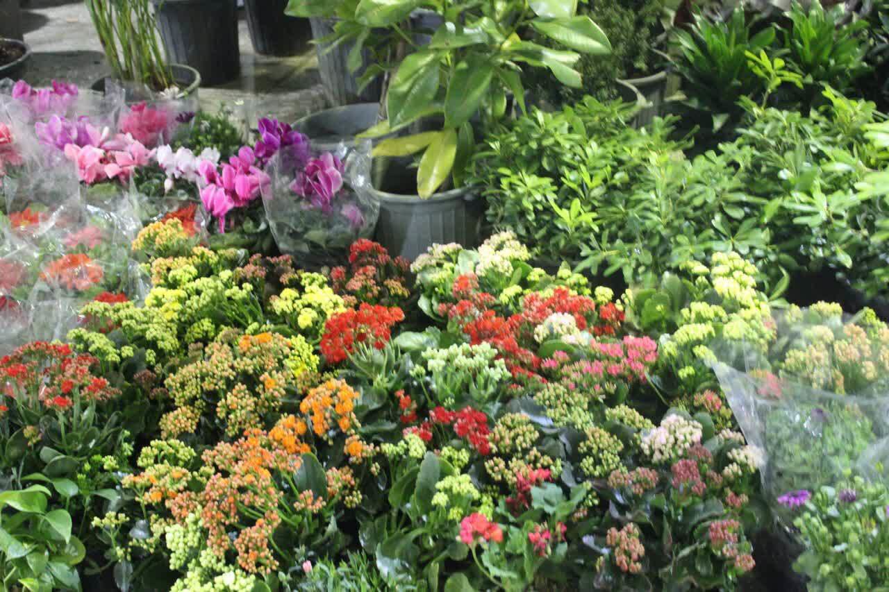 گشایش نمایشگاه گل و گیاه  زینتی در قائم شهر