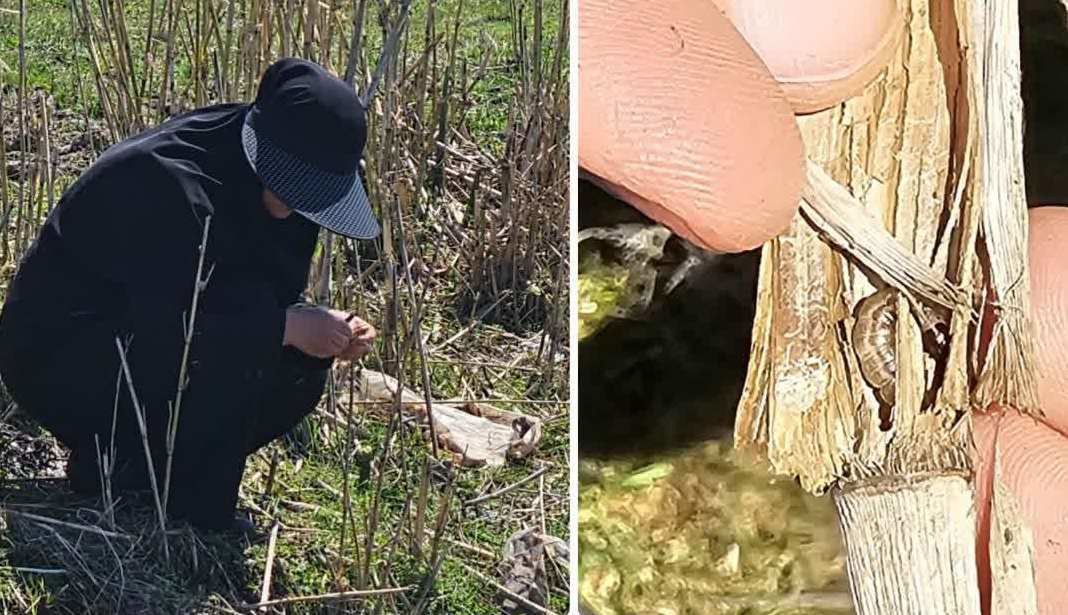 نقش موثر شخم و شیار شالیزار‌ها در کاهش آفت ساقه‌خوار برنج