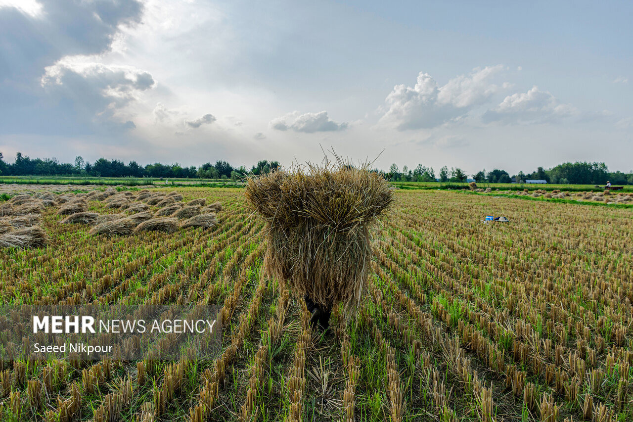 اجرای طرح جهش تولید در ۴۰۰۰ هکتار از شالیزارهای مازندران