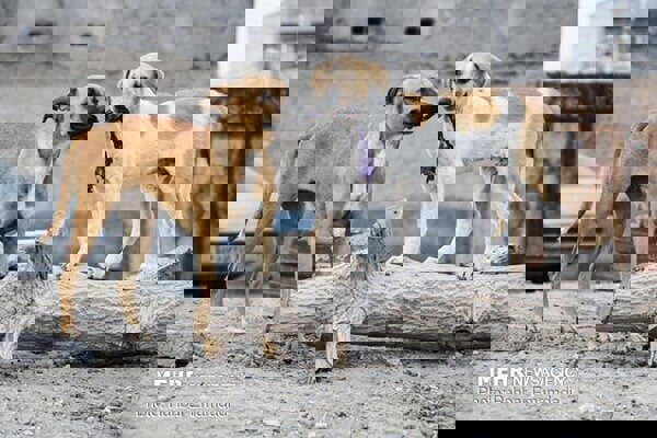 کاهش ۱۳ درصدی مصدومان گازگرفتگی سگ در مازندران