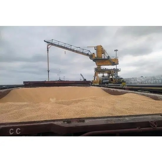 مازندران ۲۵ درصد نهاده جو و ذرت کشور را تأمین می‌کند