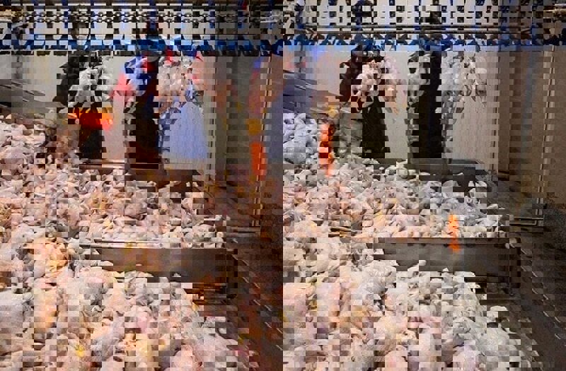 مازندران پشتیبان بازار مرغ پایتخت؛ ۹۴۰ تن محصول روانه تهران شد