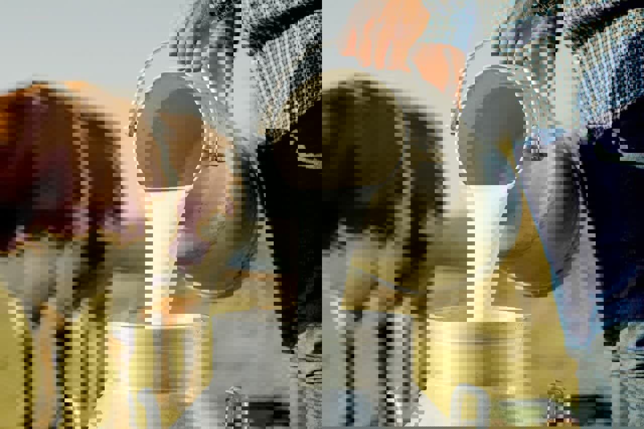 تولید ۱۵۷ تن شیرخام در قائم‌شهر