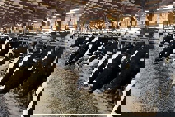 تکمیل بانک اطلاعات دام مازندران با ثبت ۶۶۰ هزار رأس